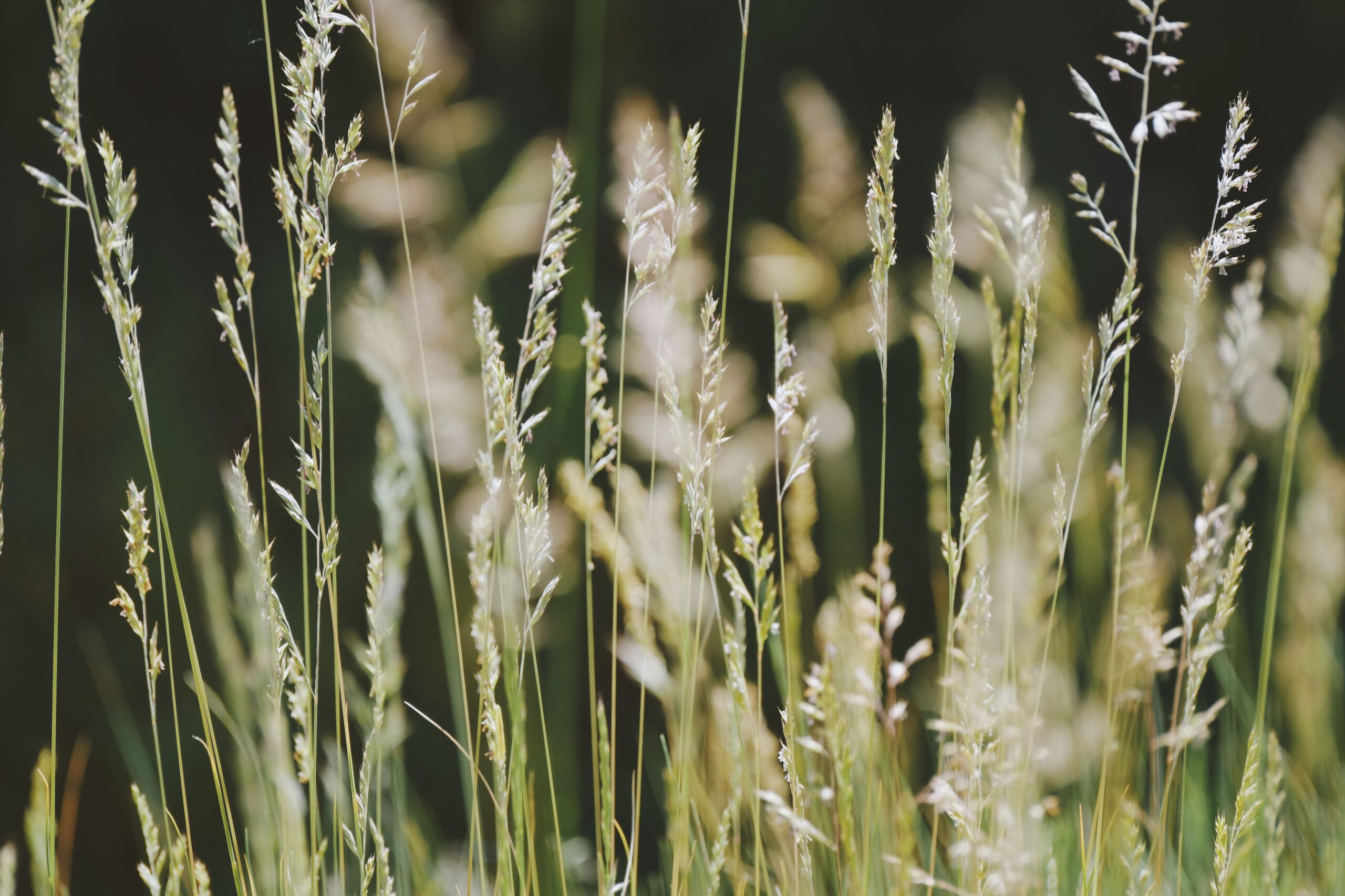 Close-up view of tall grasses illuminated by sunlight, creating a serene and natural scene.