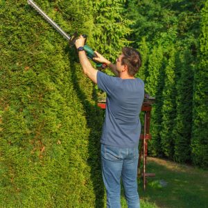 A man expertly trims tall hedges with an electric trimmer in a lush, green garden.