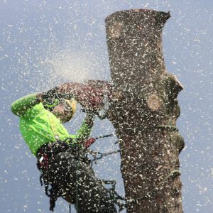 Arborist climbs tree to cut a trunk with a chainsaw, showcasing safety gear and sawdust.