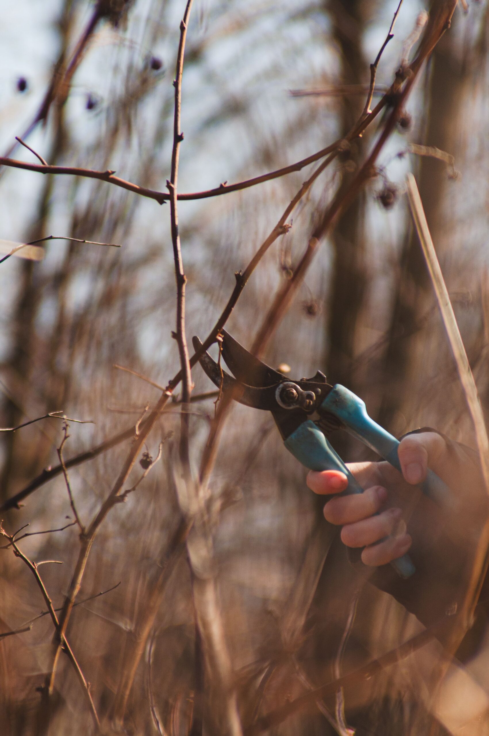 A person trims branches in a forest using pruners, highlighting autumn maintenance.